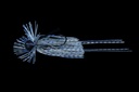 Tigris Jig 5G 02-Blue Gill